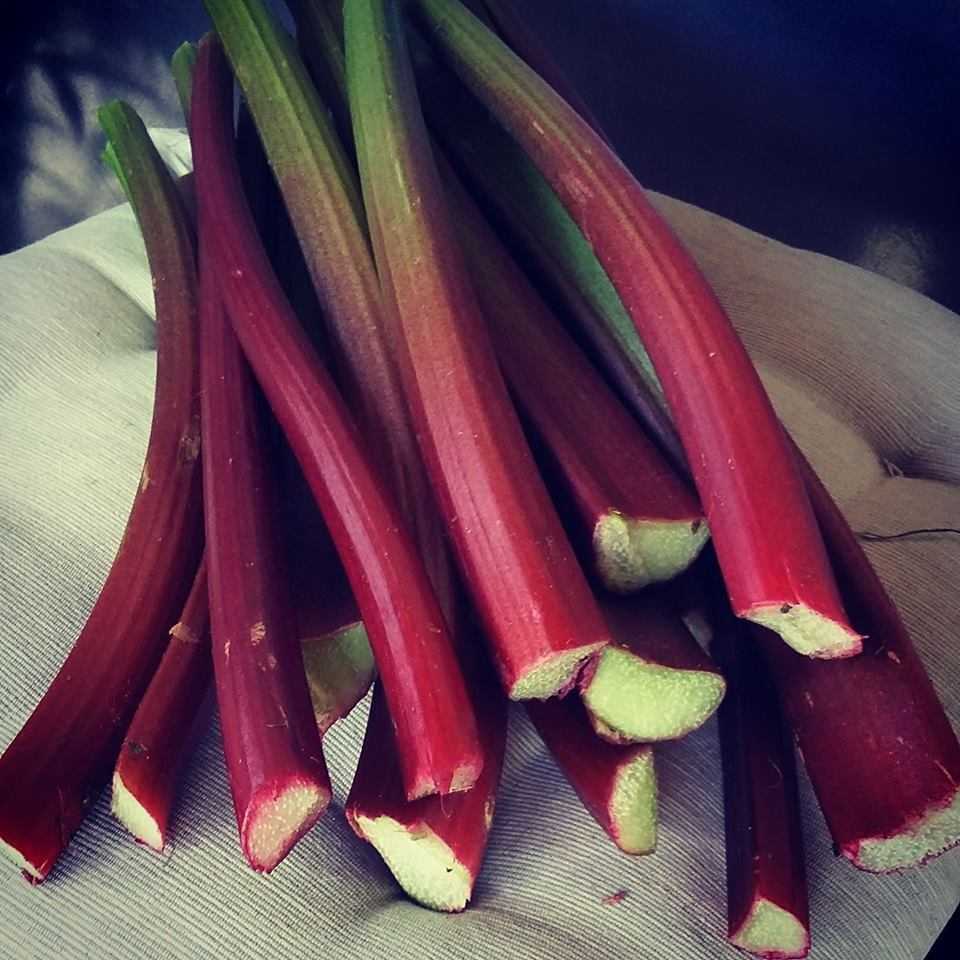 Tarte meringuée à la rhubarbe